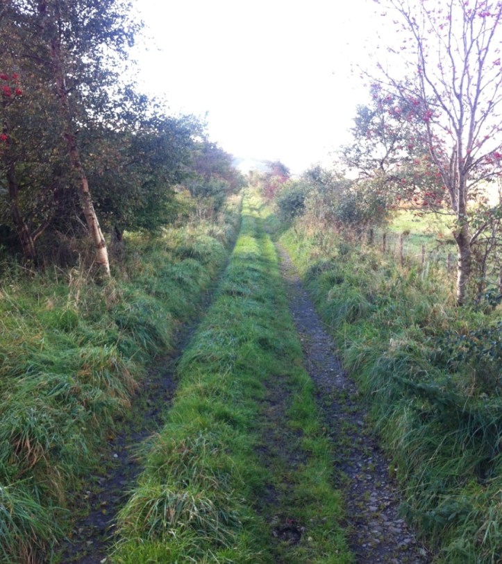 track-bed-forest-head