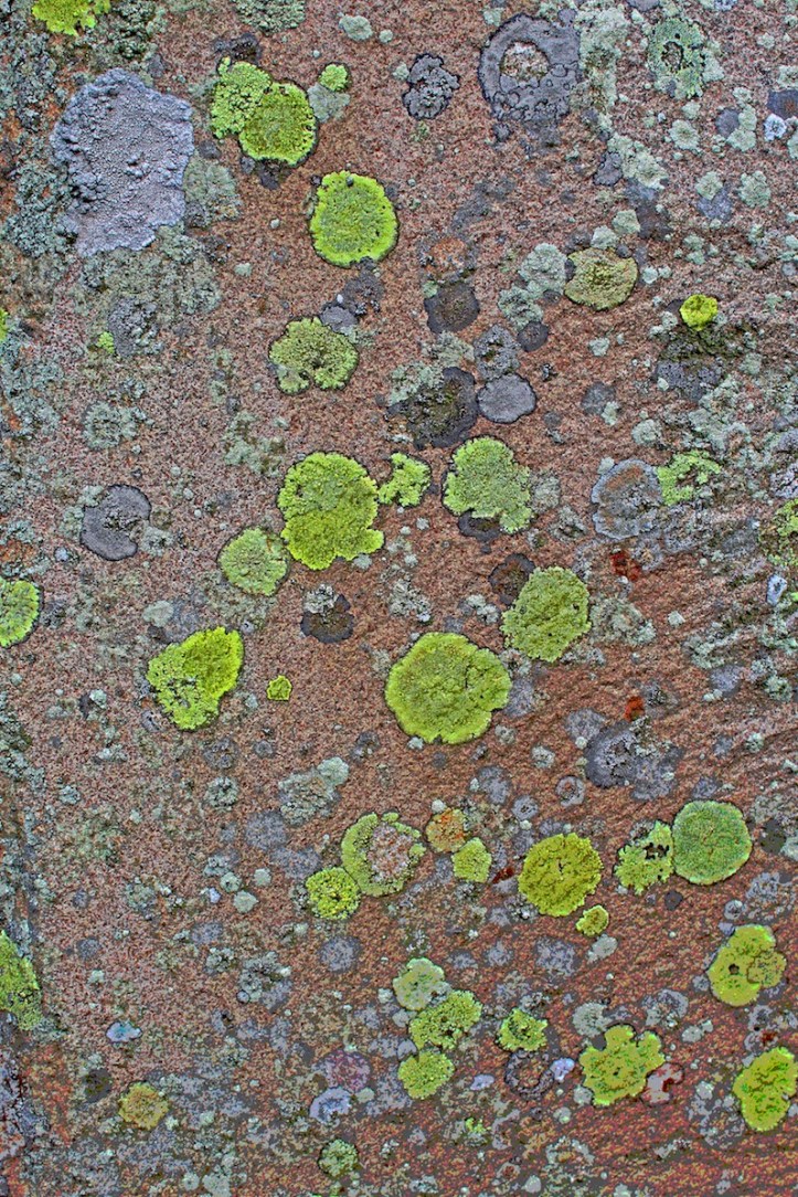 Lichen.jpg