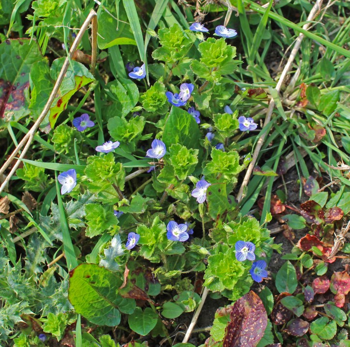 Germander Speedwell
